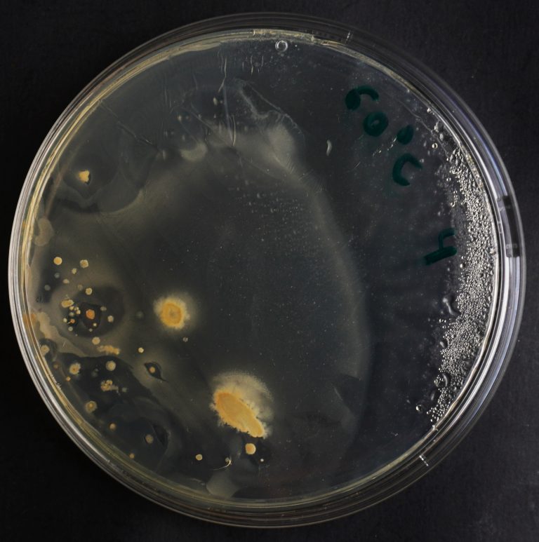 Docencia Microbiología UMHTemperatura Prácticas Microbiología UMH