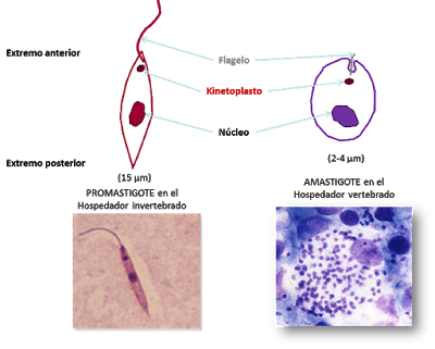 morfología de leishmania donovani